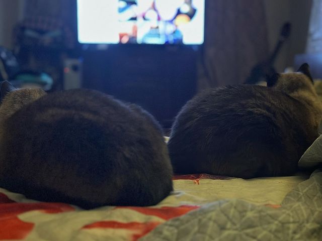 lex_diazzz в LOOKY. . 📺😺😺