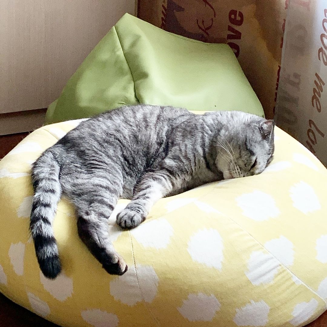 famousniki in LOOKY. . Друзья, мур😻 Я с ко...