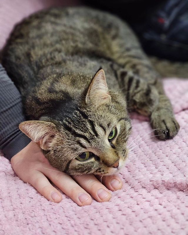 vitaly_pronin в LOOKY. . Кот соскучился🥺