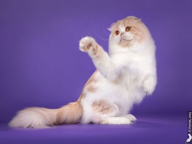 kate_krasnozar в LOOKY. . Важное событие, кото...