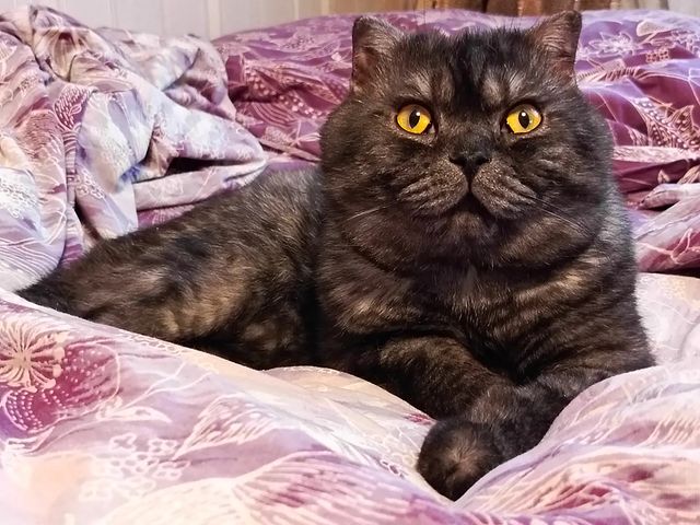 shurina_tin в LOOKY. #наши_кошки_shurina_tin,#марс,#марсик,#киса,#котик,#кот,#красивыйкотик,#серыйкот,#красивыеглазки,#безкотаижизньнета,#котикинаркотики,#cat,#kitty,#beautifulcat,#graycat,#beautifuleyes. Марс, Марсик, Маня, ...