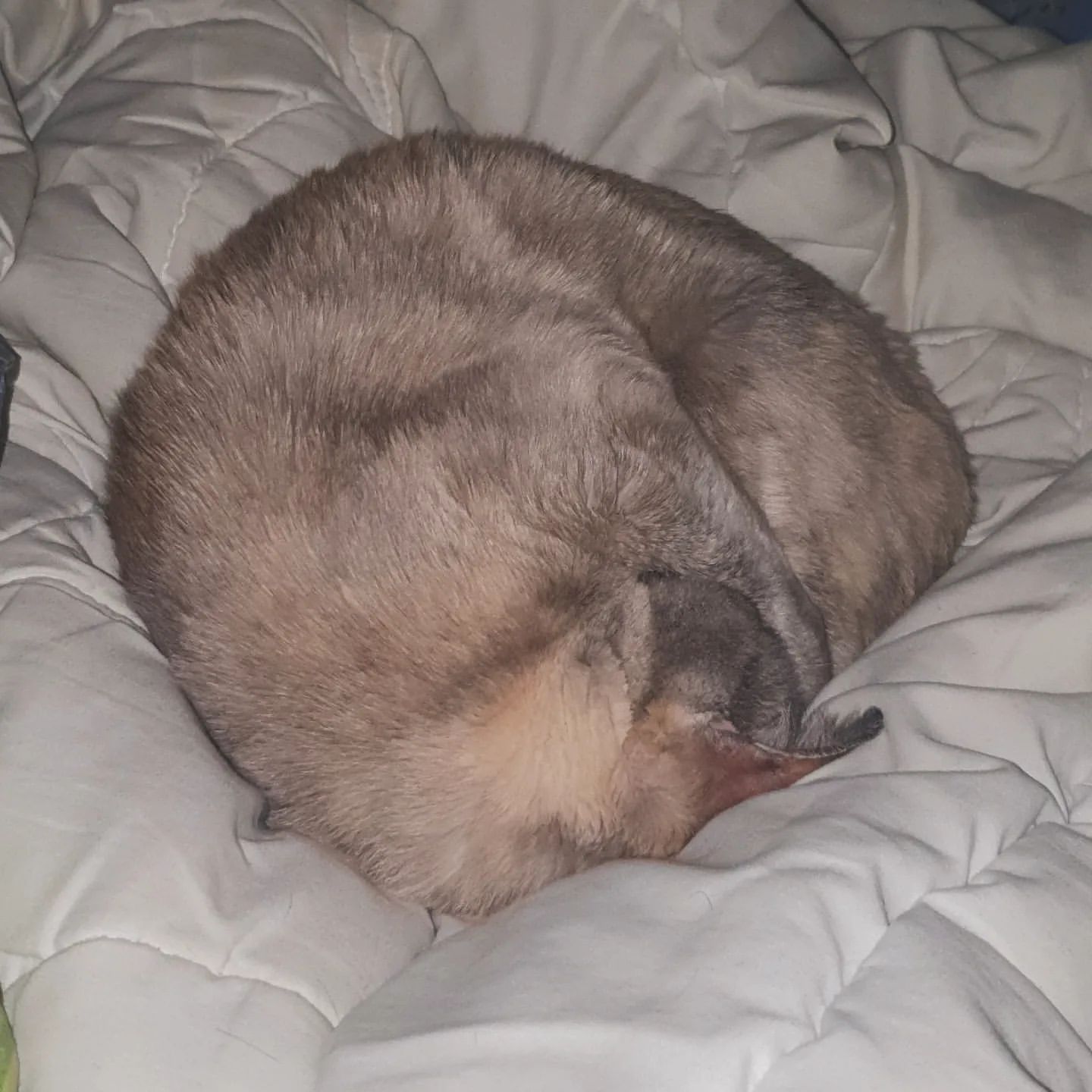 magnezer_ в LOOKY. #cat,#кот,#кошка,#кошки,#бурманскаякошка,#бурма,#burmese,#burmisecat,#моялюбовь,#snow,#снег. ❤️ #cat #кот #кошка ...