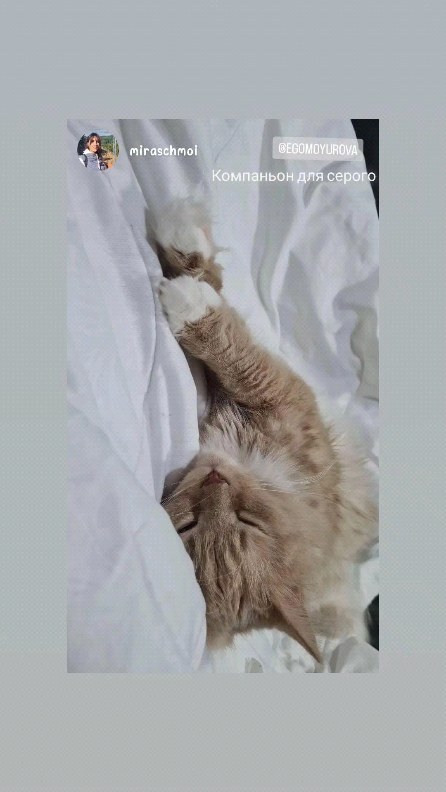 egomoyurova в LOOKY. . null