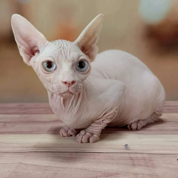 sphynx_shococats в LOOKY — фото 4