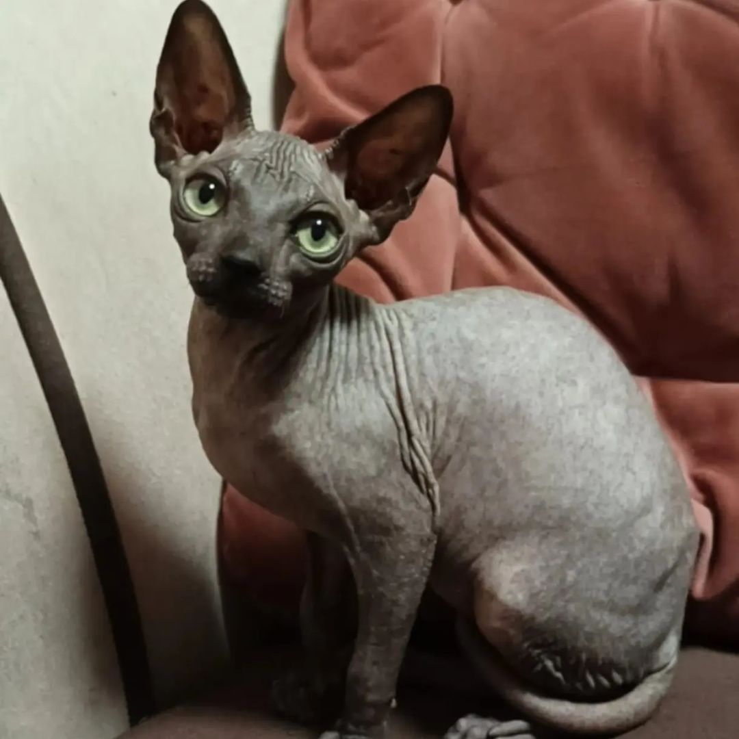sphynx_shococats в LOOKY — фото 6