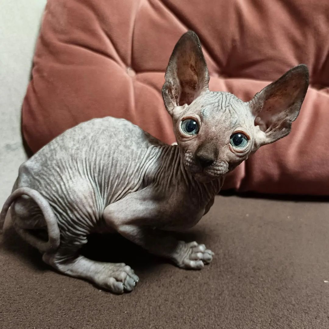 sphynx_shococats в LOOKY — фото 7