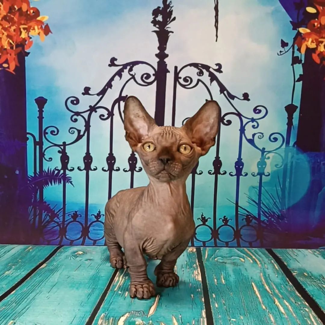 sphynx_shococats в LOOKY — фото 5