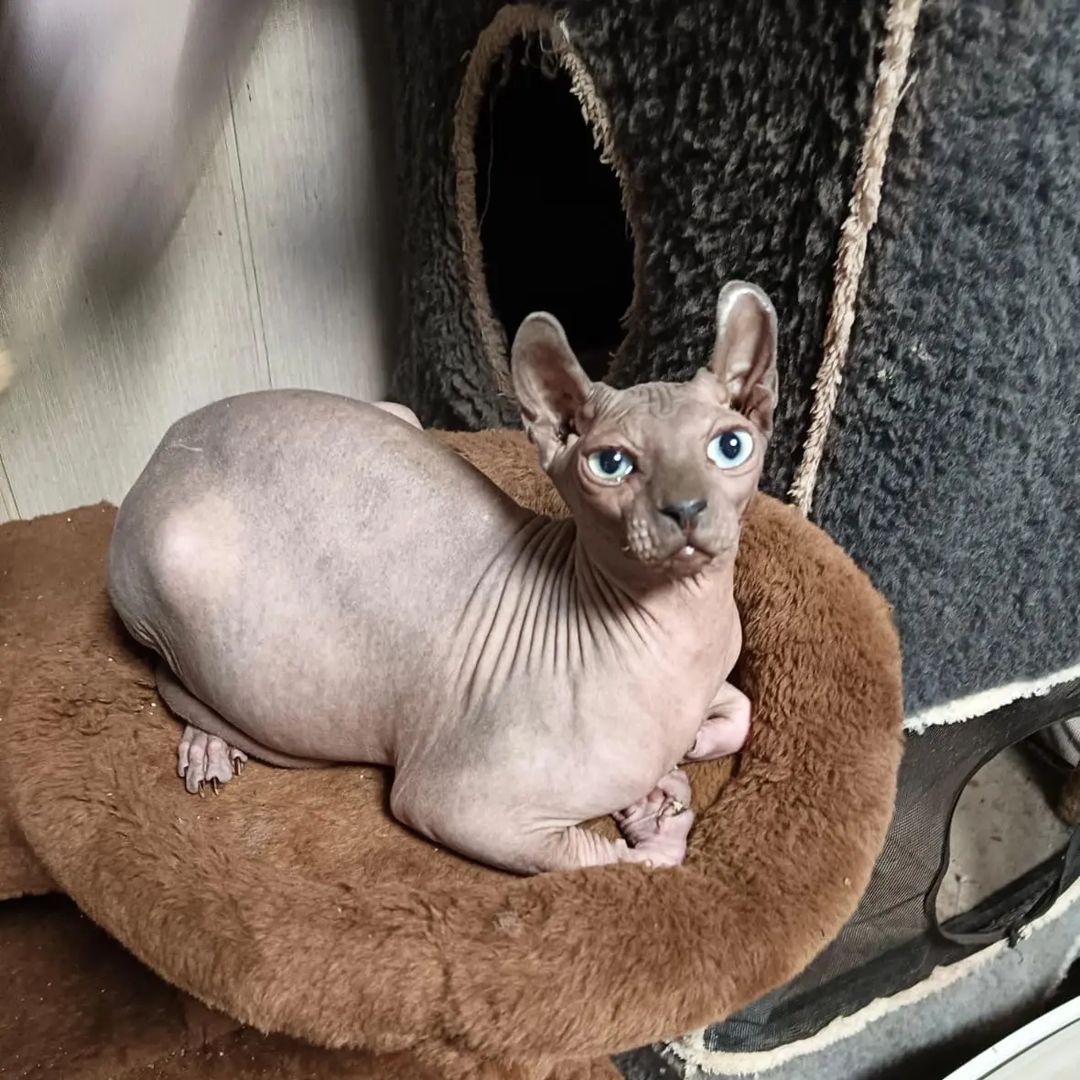 sphynx_shococats в LOOKY — фото 3