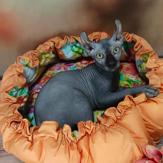 sphynx_shococats в LOOKY. . Котики, которых мы г...