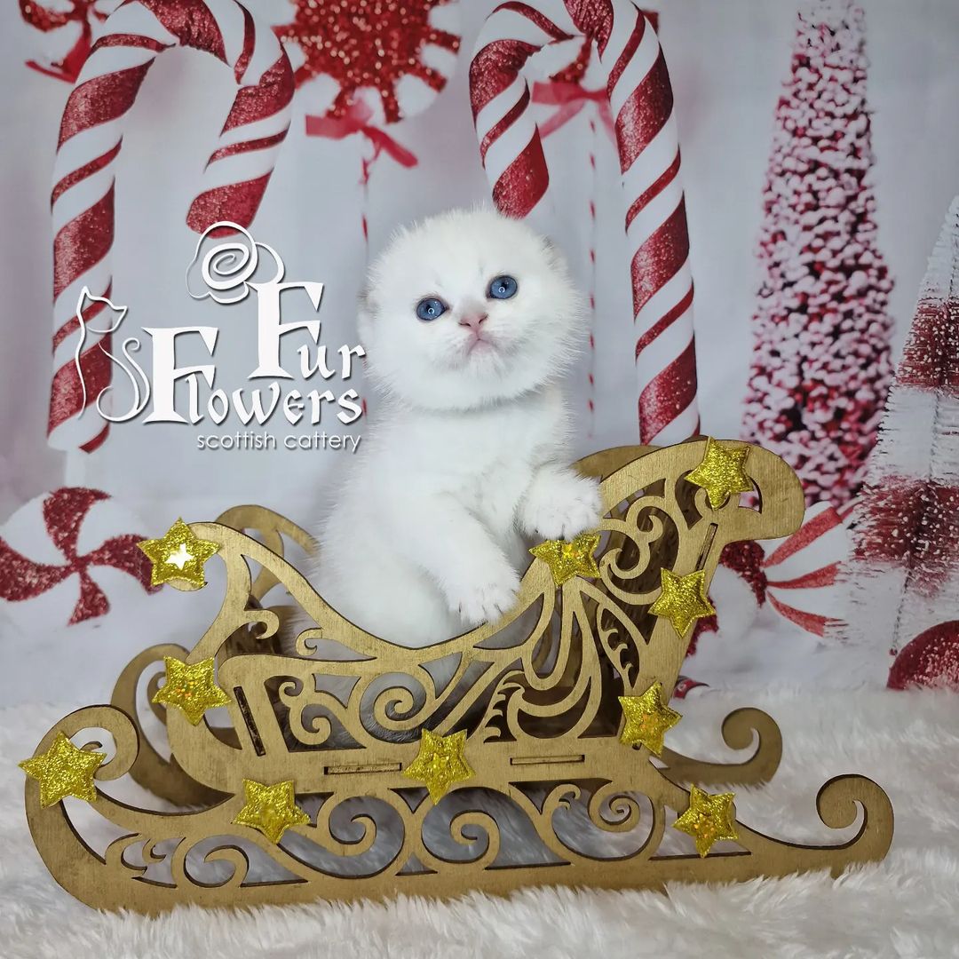 Ну что ж время саней и новогодних фонов наступило😊
Котята подросли 🥰
Начинаем показываться💞
Котик помёт "Z" резерв для Виктории г.Тверь