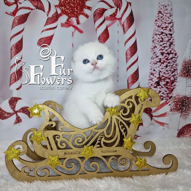 fur_flowers_cats в LOOKY. . Ну что ж время саней...