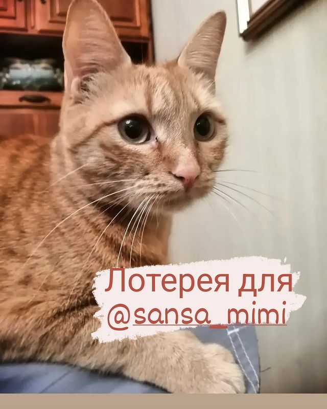 happymarsik в LOOKY. . Друзья, мы решили пр...