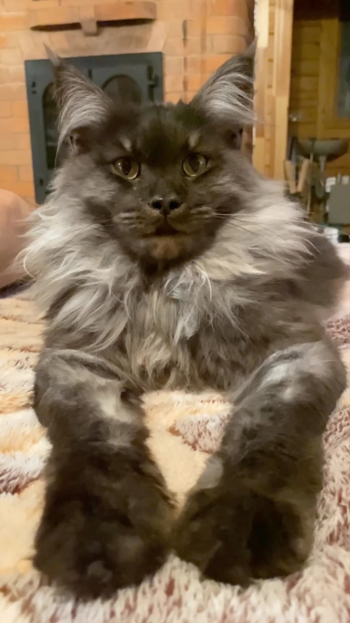 cat_bastion_coon в LOOKY. #mainecoon_banda,#mainecoons,#mainecoon,#мейнкунысамыебольшиекошкивмире. Очень актуальные сло...