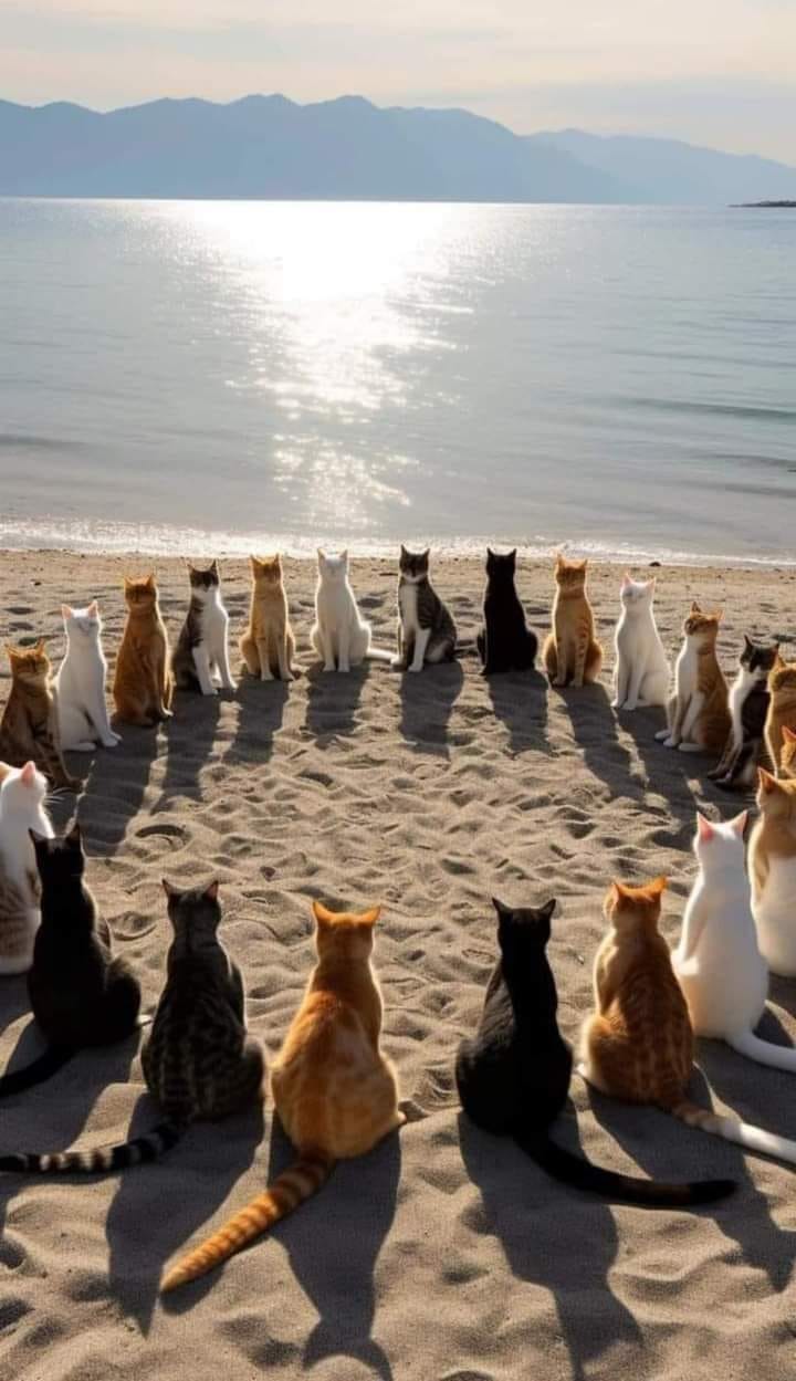 madamkith в LOOKY — ___
Cat reunion 2023. 😻❤️