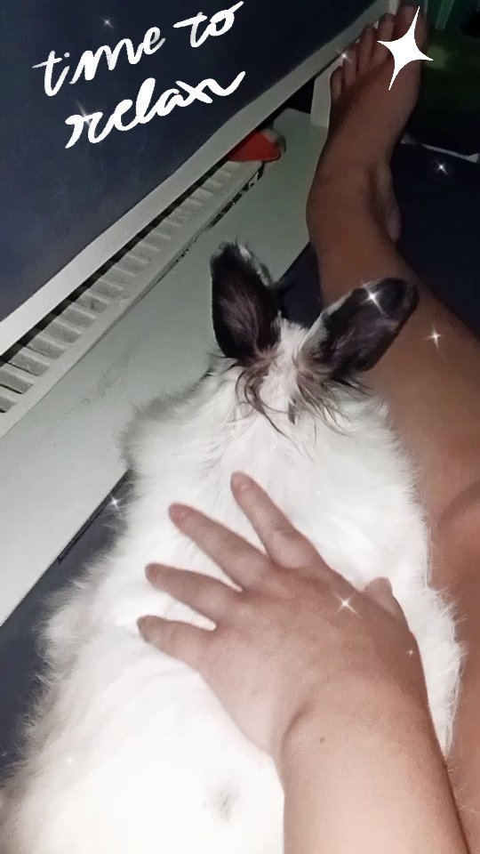 zefirka_bunny в LOOKY. #cuteanimals#rabbitstagram#bunnylover#kawaii#зайка#petlover#милота,#pets#rabbitlover#мимими#кролик. Зефирка любит так по...