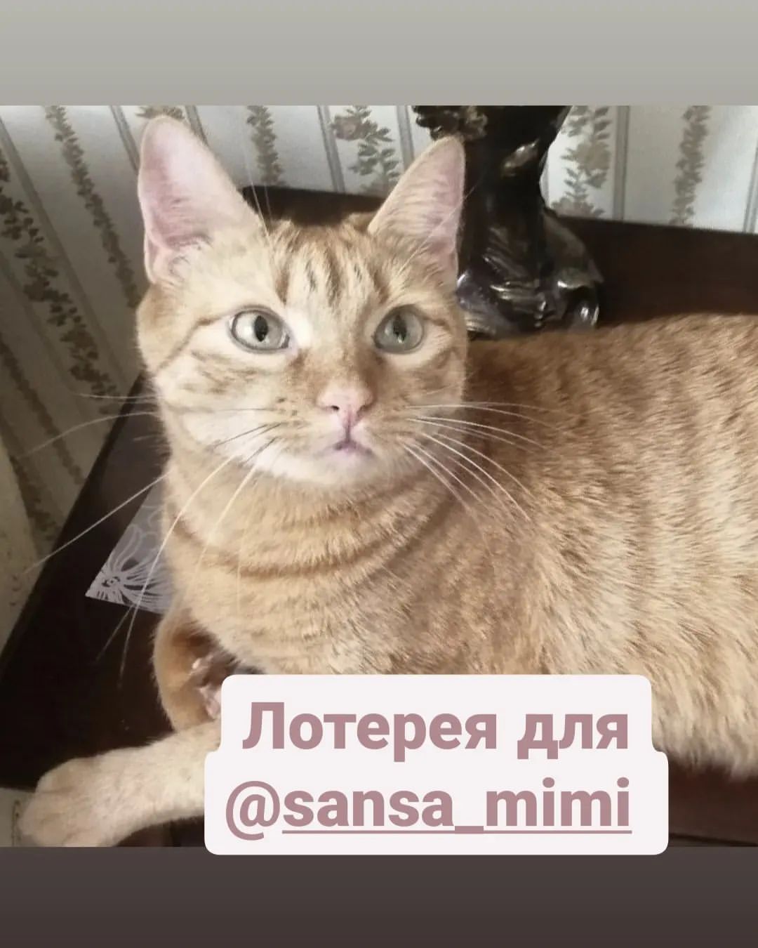 happymarsik в LOOKY — Друзья, я начинаю благотворительную лотерею для Сансочки, Ма