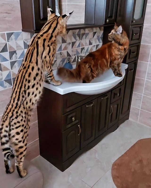 forestelitelines в LOOKY. #кошкитакиекошкиКот,#мейнкун,#mainecoons,#serval,#domesticserval,#servalkitten,#servallovers#сервал,#сервалы,#catlover,#catsofinstagram,#catvideo,#cat#russia,#pskov. #кошкитакиекошкиКот ...