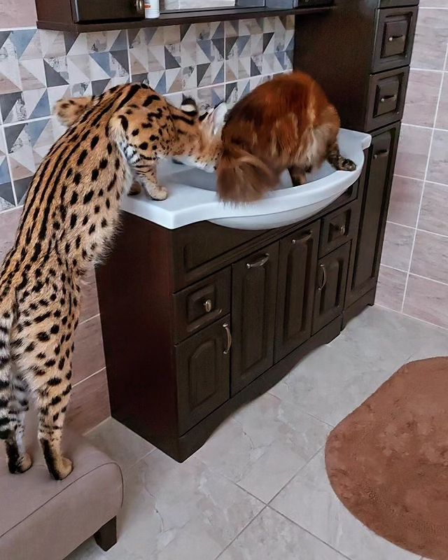 forestelitelines в LOOKY. #serval,#domesticserval,#servalkitten,#servallovers#сервал,#сервалы,#catlover,#catsofinstagram,#catvideo,#cat#russia,#pskov#мейнкун,#mainecoons. #serval #domesticser...