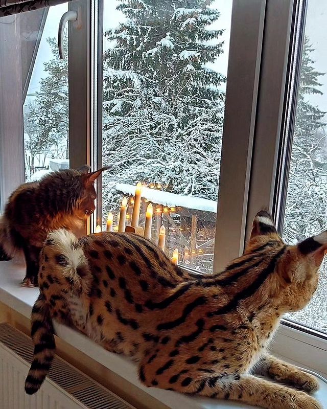 forestelitelines в LOOKY. #domesticserval,#servalkitten,#servallovers#сервал,#сервалы,#catlover,#catsofinstagram,#catvideo,#cat#russia,#pskov#мейнкуныполидакты,#polycoon. Тихо падает снег за ...