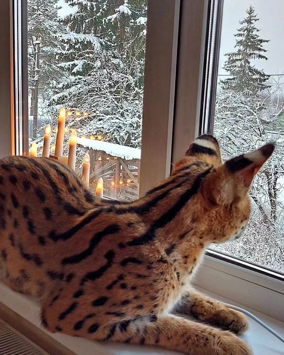 forestelitelines в LOOKY. #serval,#domesticserval,#servalkitten,#servallovers#сервал,#сервалы,#catlover,#catsofinstagram,#catvideo,#cat#russia,#pskov. #serval #domesticser...
