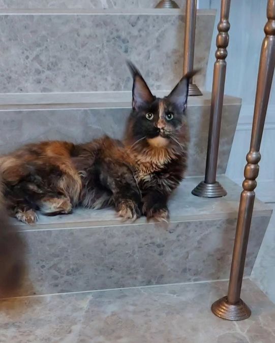 forestelitelines в LOOKY. #polydactylcat,#polycoon. как пройти мимо этой...