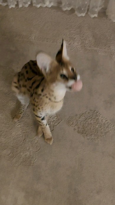 forestelitelines в LOOKY. #serval,#domesticserval,#servalkitten,#servallovers#сервал,#сервалы,#catlover,#catsofinstagram,#catvideo,#cat#russia,#pskov. #serval #domesticser...