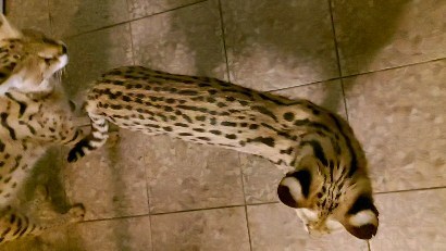 forestelitelines в LOOKY. #serval,#domesticserval,#servalkitten,#servallovers#сервал,#сервалы,#catlover,#catsofinstagram,#catvideo,#cat#russia,#pskov. Кот и его жена Басюш...