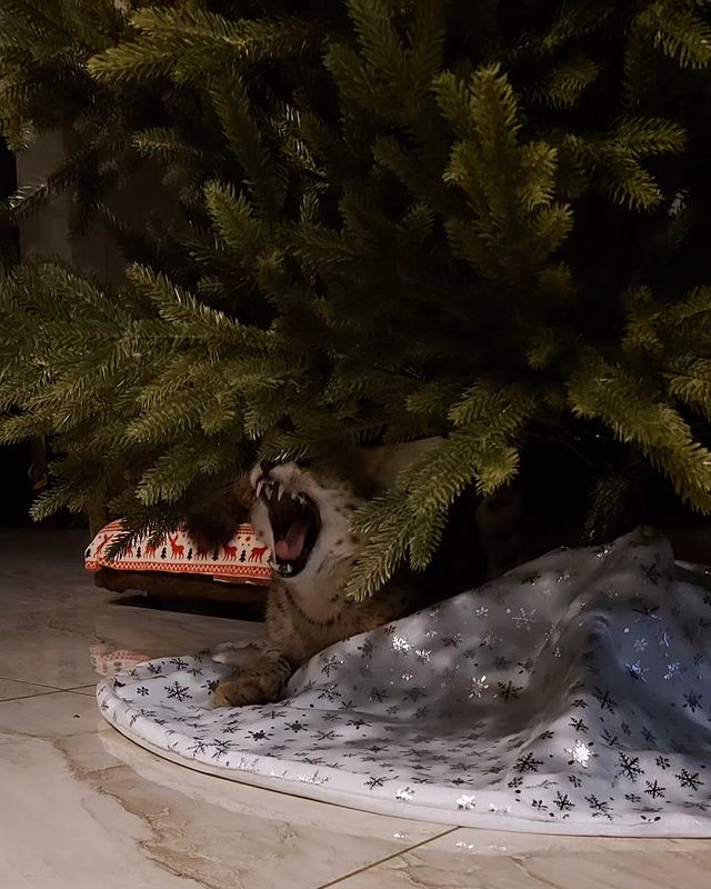 forestelitelines в LOOKY. #domesticserval,#servalkitten,#servallovers#сервал,#сервалы,#catlover,#catsofinstagram,#catvideo,#cat#russia,#pskov. Подарочек#serval #do...