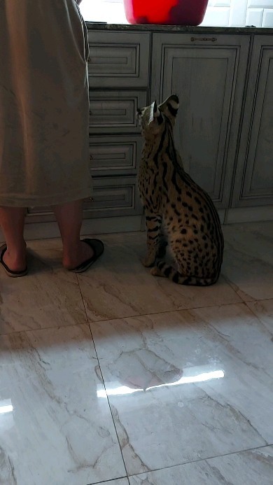 forestelitelines в LOOKY. #serval,#domesticserval,#servalkitten,#servallovers#сервал,#сервалы,#catlover,#catsofinstagram,#catvideo,#cat#russia,#pskov. "Ночной дожор"
тольк...