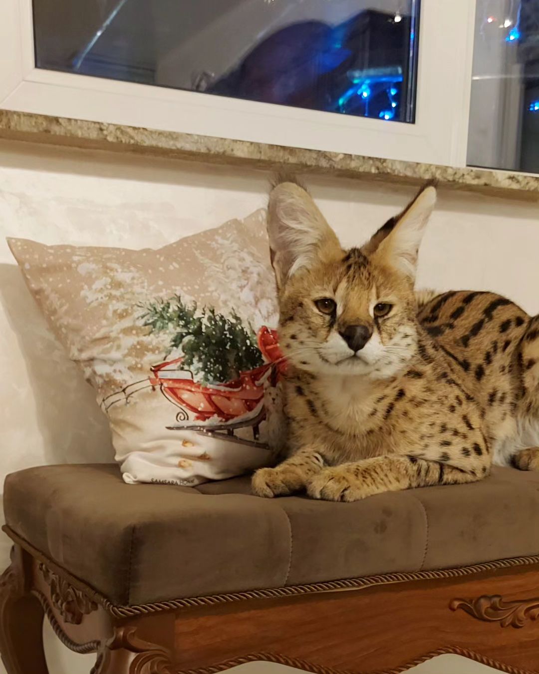 #serval #domesticserval #servalkitten #servallovers#сервал #сервалы #catlover #catsofinstagram #catvideo #cat#russia #pskov