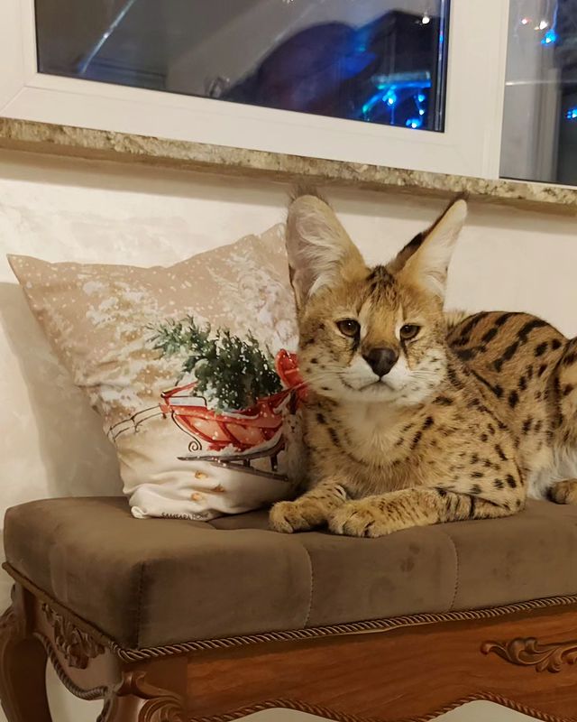 forestelitelines в LOOKY. #serval,#domesticserval,#servalkitten,#servallovers#сервал,#сервалы,#catlover,#catsofinstagram,#catvideo,#cat#russia,#pskov. #serval #domesticser...