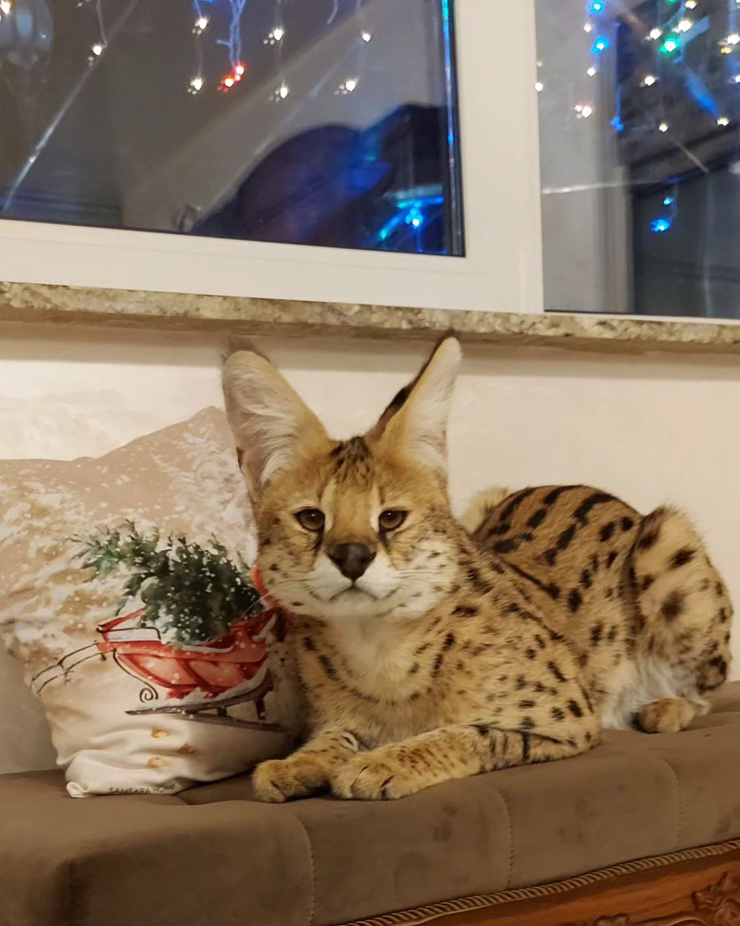 forestelitelines в LOOKY — Хищник мой❤
😁А когда провинится, ангел во плоти😇
#serval #