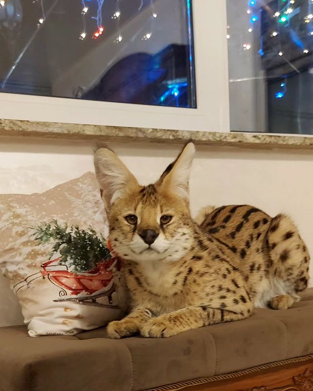 forestelitelines в LOOKY. #serval,#domesticserval,#servalkitten,#servallovers#сервал,#сервалы,#catlover,#catsofinstagram,#catvideo,#cat#russia,#pskov. Хищник мой❤
😁А когд...