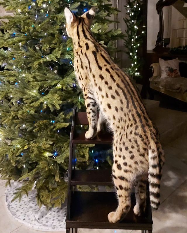 forestelitelines в LOOKY. . 😁Помогал🎄,как обещ...