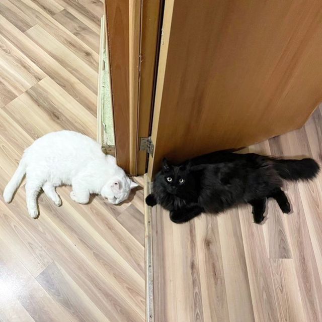 oberegan в LOOKY. . null