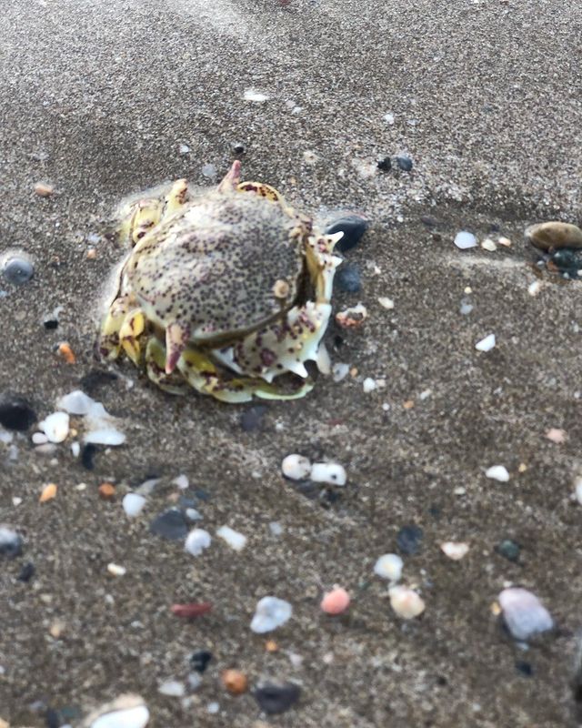 ksip_vova в LOOKY. #морскиеобитатели,#краб,#морскаязвезда,#мистркраб,#море. Морские обитатели 🪸...