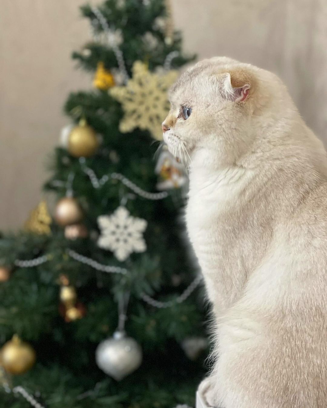 ___lucky__cat___ в LOOKY — фото 3