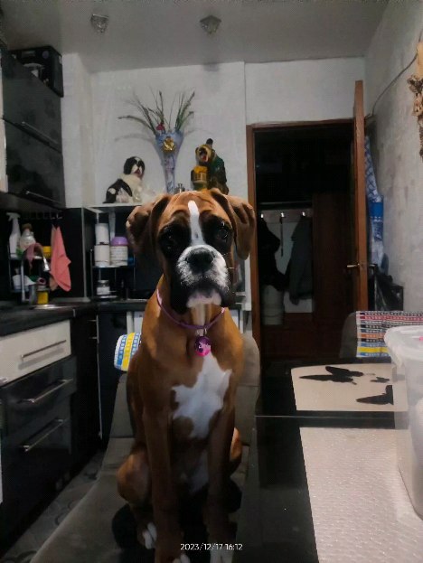 boxer_tyson_dog в LOOKY. . Один вечер из жизни ...