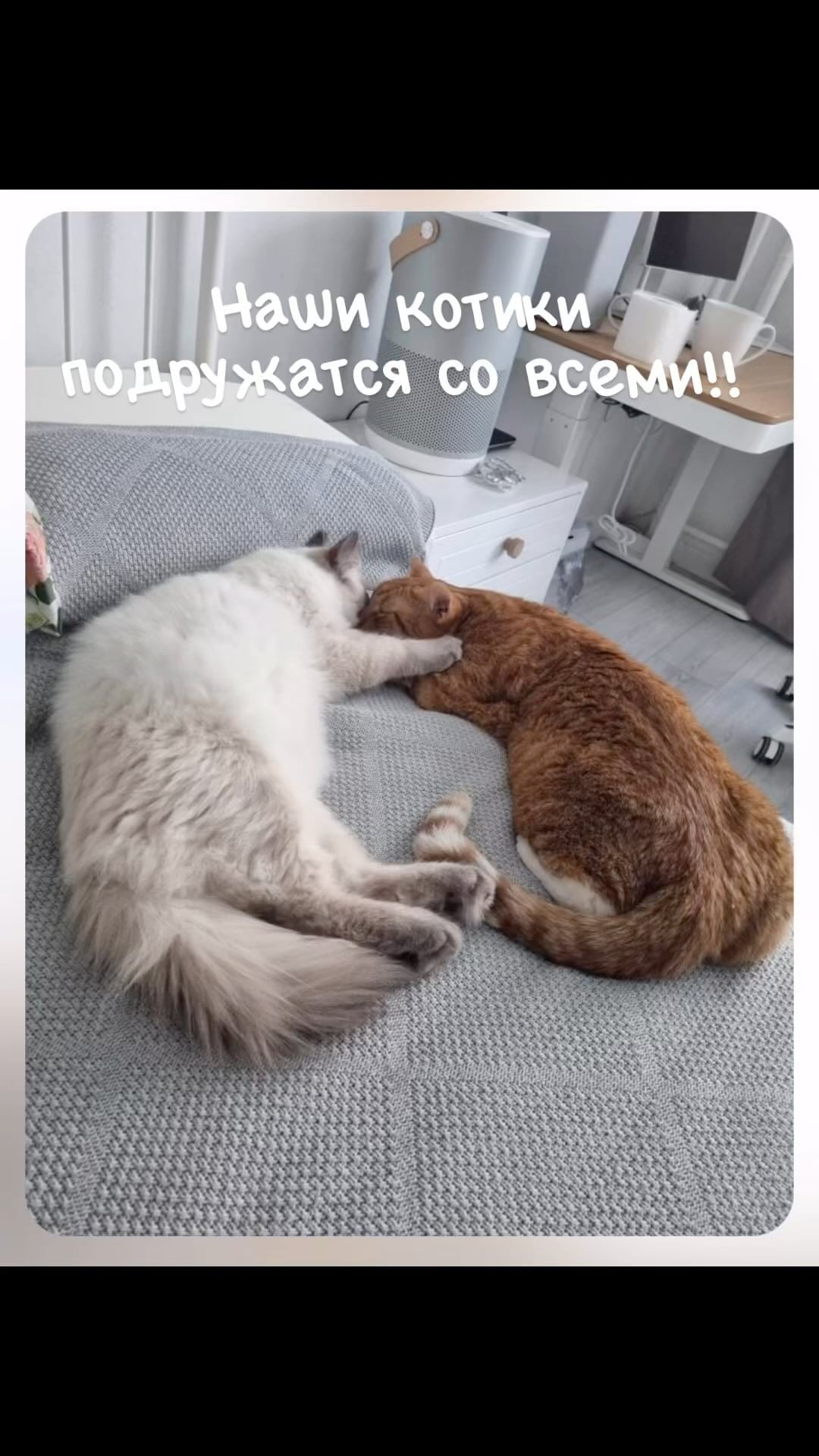 happymarsik в LOOKY. #котик,#подружитькошек,#котики,#котятанапродажу,#котятки,#сибирскаяпородакошек,#kitten,#kitty,#kitten_adoration,#kitten_of_instagram,#kittens,#festival_cat. Ещё одна замечательн...
