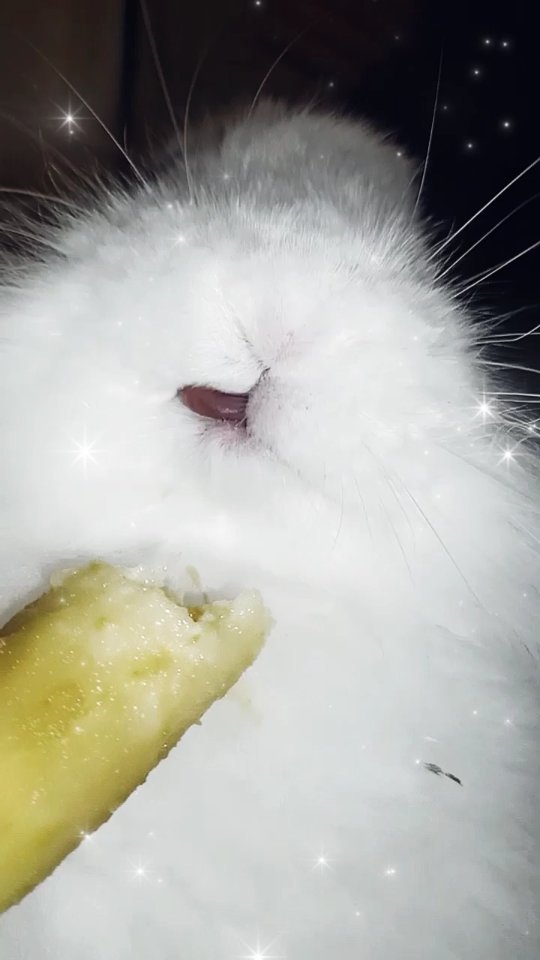 zefirka_bunny в LOOKY. #crazy#rabbitstagram#bunnylover#kawaii#yummy#petlover#crazybunny,#pets#rabbitlover#crazyrabbit#кролик. Зефирка обожает грыз...