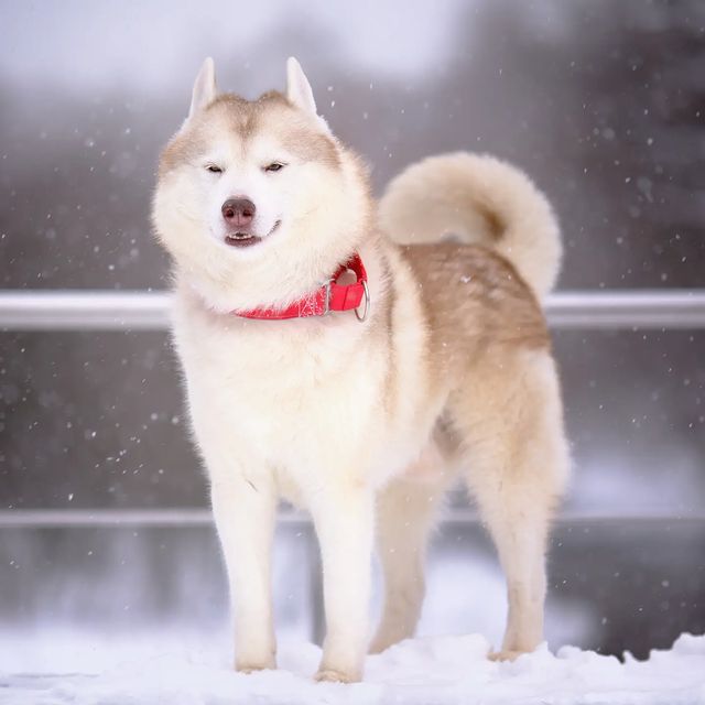 husky_easy в LOOKY. #husky,#siberianhusky,#huskyphotography,#huskygram,#huskylove,#huskylovers,#huskylovingclub,#huskylife,#allthingshusky,#instahusky,#huskyofinstagram,#huskypics,#huskiesreq,#huskiesofinstagram,#huskyrussia,#dogsofinstagram,#igcutest_animals,#ilovehusky,#justhuskies,#bestwoof,#dog_features,#dogs_of_world,#dogphotography,#excellent_dogs. Лисятина

#husky #si...