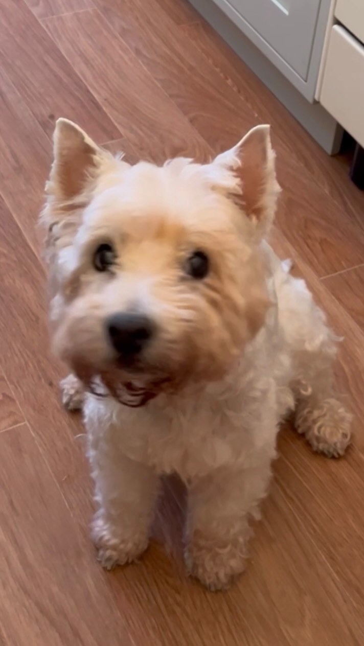 sophirome в LOOKY. #westhighlandwhiteterrier,#westie,#вестхайлендвайттерьер,#вестики. моей волчице уже 18,...
