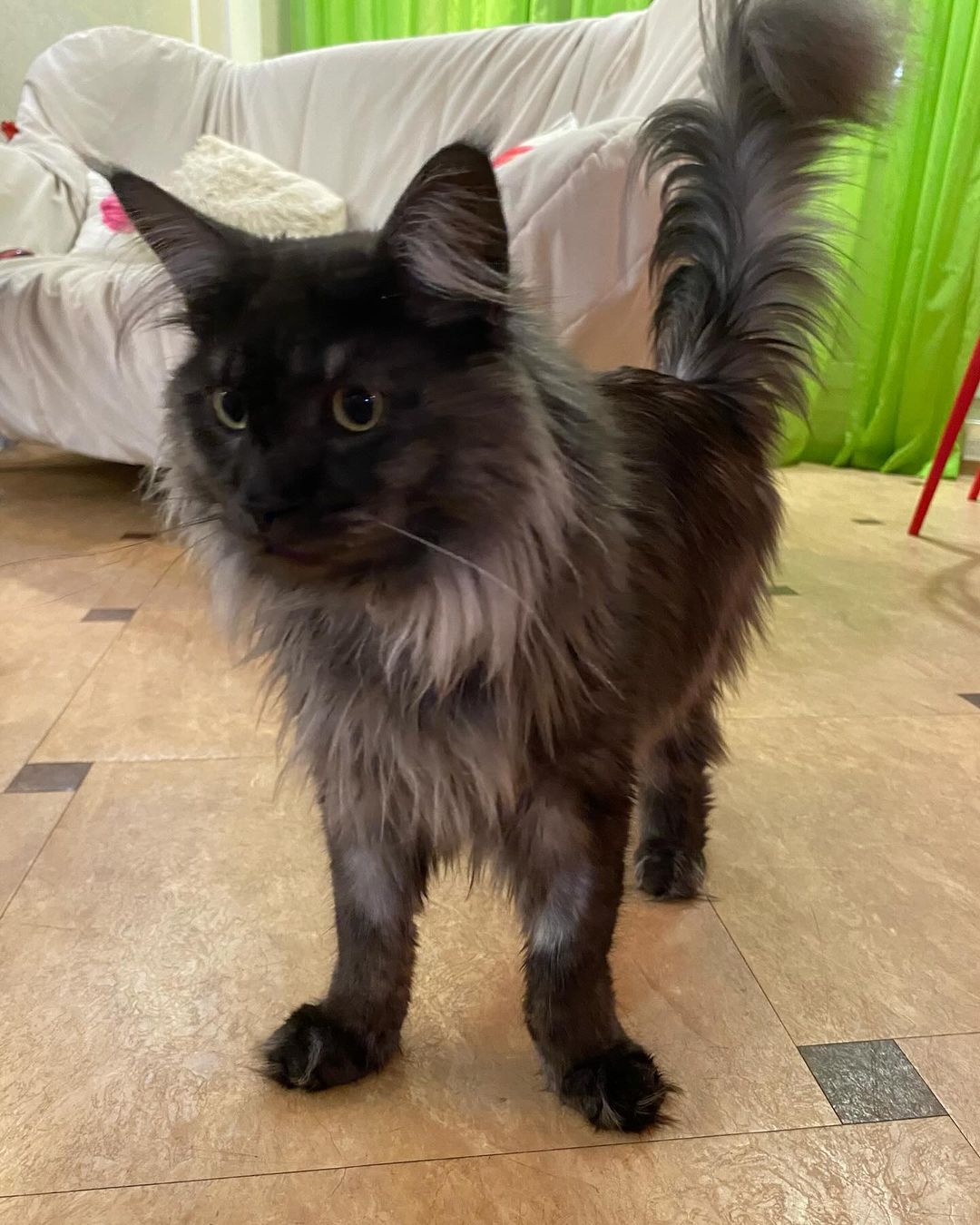 cat_bastion_coon в LOOKY — И что, опять пятница??? 😹🔥
А где ёлка? 🎄🙀 Дед Мороз с по