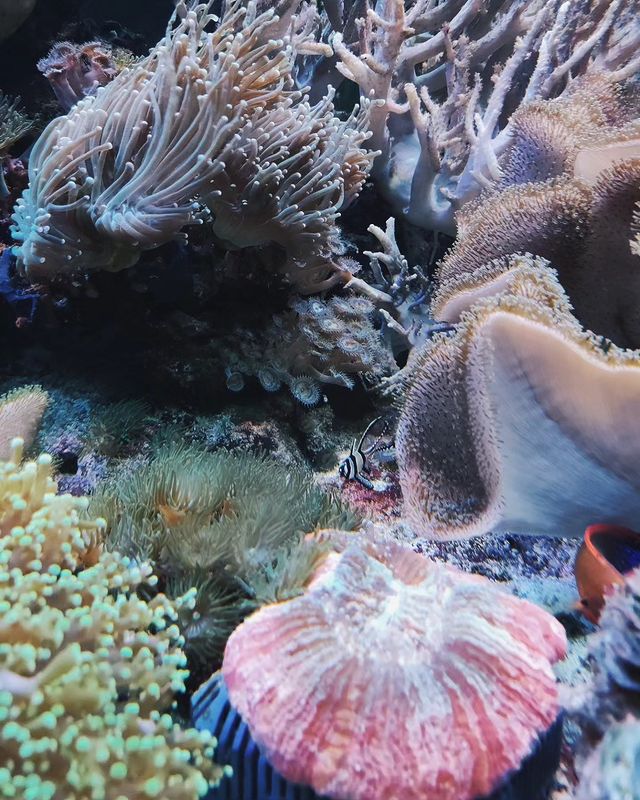 carrlinab в LOOKY. #mermaid,#siren,#aesthetic,#photoideas,#crimea,#sea,#ocean,#fullmoon,#waternymph,#seashell,#pearls,#pearlnecklace,#moonvibes,#waterphotoshoot,#sirenphotoshoot,#mermaidphotoshoot,#waterelement,#mermaidsoul,#h2ojustaddwater,#seacore,#lifestyle,#seawitch,#curlyhair,#fyp,#water,#wateraesthetic,#sirencore,#sirencoreaesthetic,#mermaidcoreaesthetic,#mermaidcore. Evpatoria Aquarium🐠...