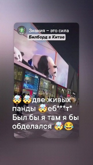 alviinwolf в LOOKY. . 3D анимация панд 🤯