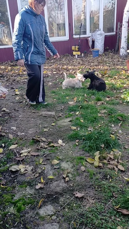 scotti.ru_lav в LOOKY. . Мой Беляш остаётся с...