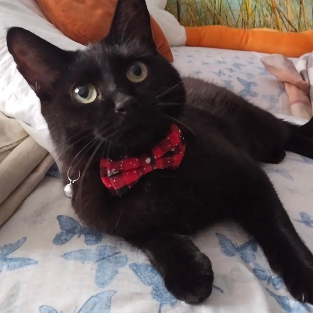kimmargarita5669 в LOOKY. . Новогодний костюм дл...