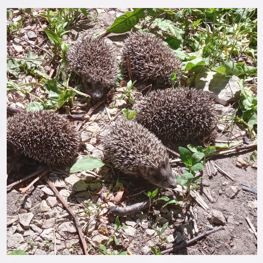 tanua.anisimova в LOOKY — Семейство ежиков 🦔
Жили во дворе. Какие они хорошенькие 🥰
