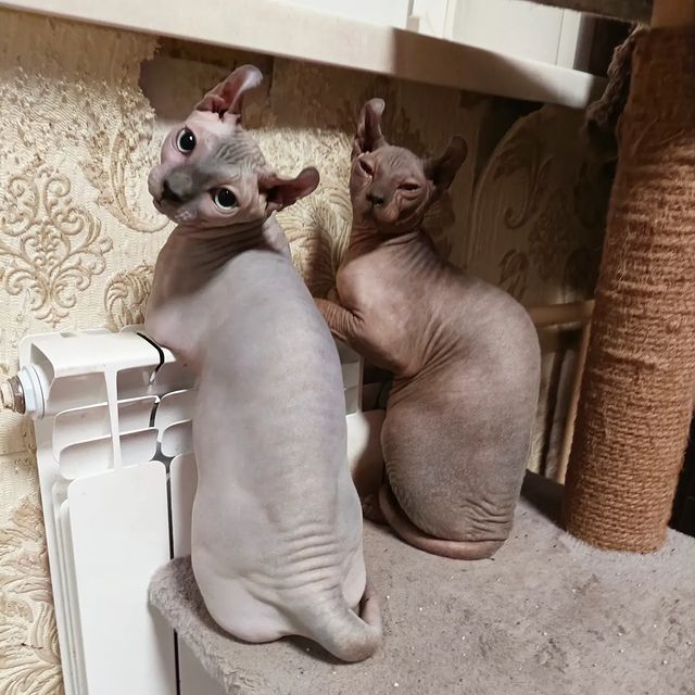 sphynx_shococats в LOOKY. . Греемся🤗🤗
Вега и В...