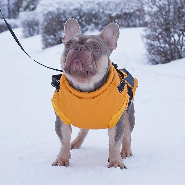 nastasya.lipbulldog в LOOKY. #frenchpuppybulldog,#frenchbulldog,#frenchpuppybulldog,#frenchpuppy,#frenchieoftheday. Рамзес. Полтора года...